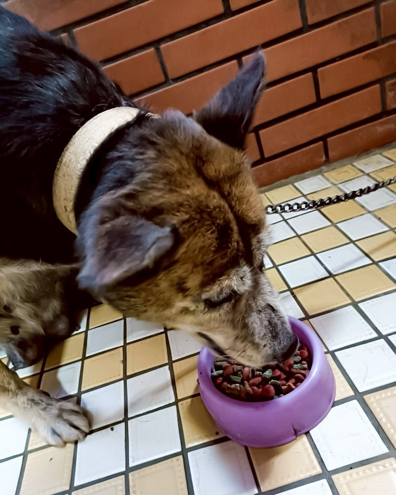 女人知己試用大隊,口碑行銷,部落客行銷,Moegis萌吉 腸道生機專利RBE益生菌,寵物益生菌,專利RBE益生元,專利蔬果酵素,小分子胜肽,藍藻粉,維持免疫力,幫助維持消化道機能,維持正常食慾,改變細菌叢生態,腸胃保健,犬貓適用